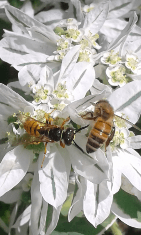 Crabronidae : femmina di Philanthus triangulus? S, ma triangulum!